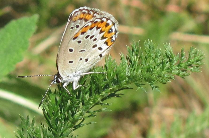 Tre Lycaenidae da ID